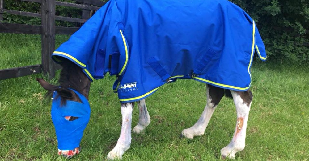 Photo: Facebook/ Rainbow Equine Hospital
