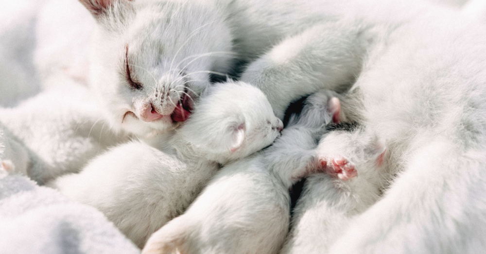 Source: Pixnio Could these kittens be harboring a deadly disease?