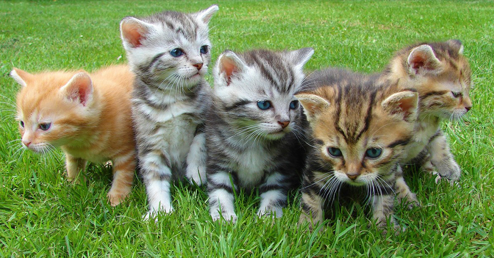 Source: Pixabay The kittens are often euthanized before they are 3 months old.