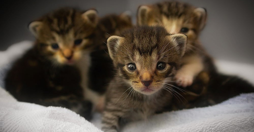 Source: Pixabay The USDA and EPA have been funding experiments on kittens since 1982.