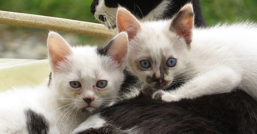 Source: Pixabay As many as 100 kittens a year are eythanized in USDA experiments.