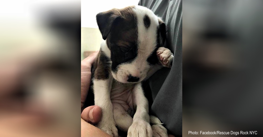 madison-landfill-puppy-1