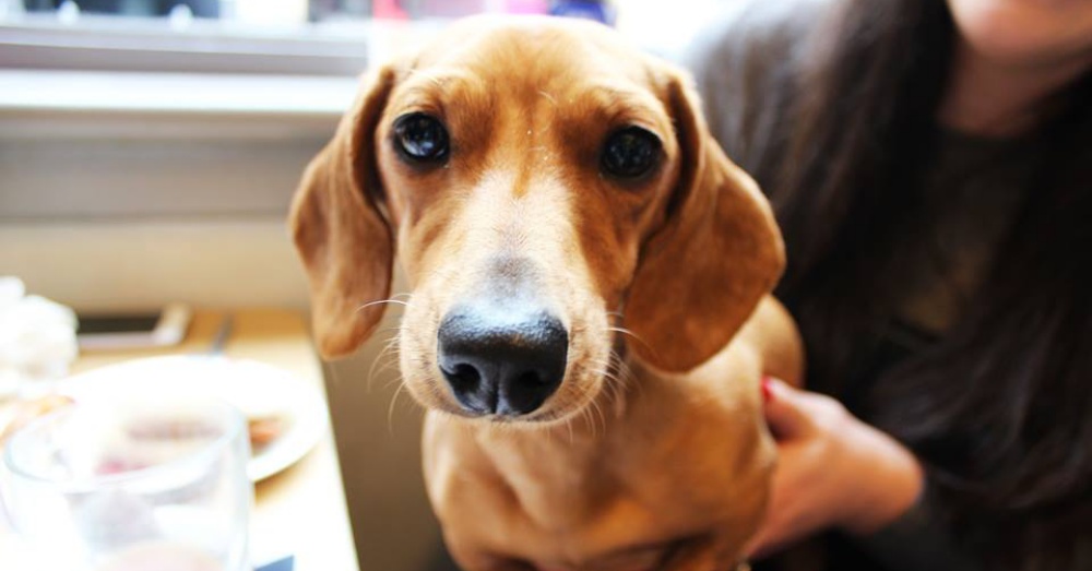 Photo: Facebook/ Dachshund Cafe