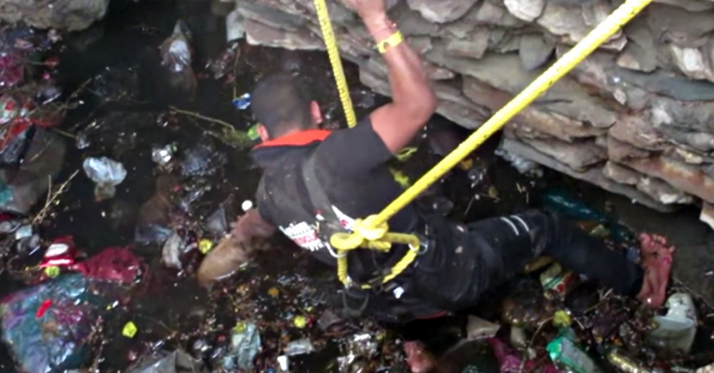 Screen Shot: YouTube/Animal Aid Unlimited, India