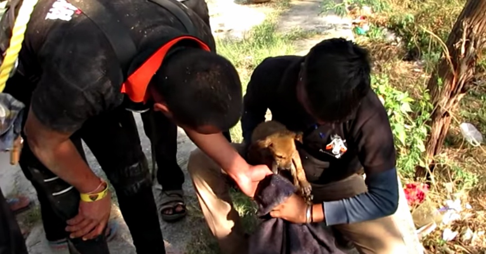 Screen Shot: YouTube/Animal Aid Unlimited, India