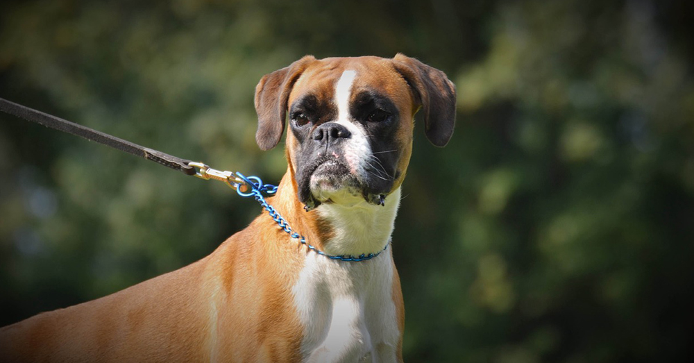 Source: MaxPixel Navy Veteran Christopher lost his Boxer, Kronk, after 12 years together.
