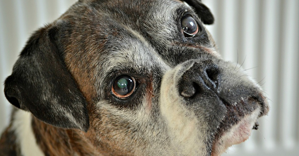 Source: Pixabay Elderly dogs make up a large portion of those found in shelters.