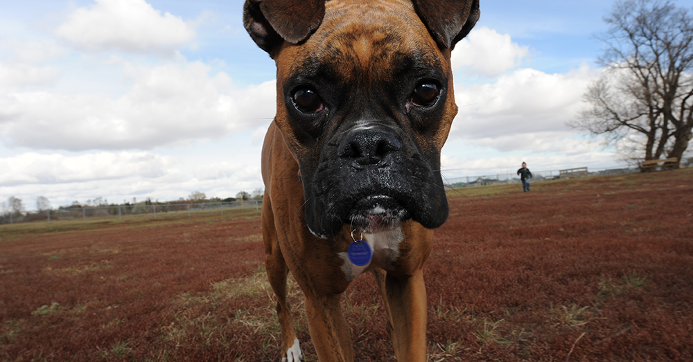Source: U.S. Air Force Christopher and his wife adopted a new Boxer a few months after losing Kronk.