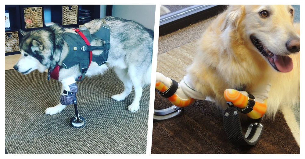 Photos: Instagram/animalorthocare