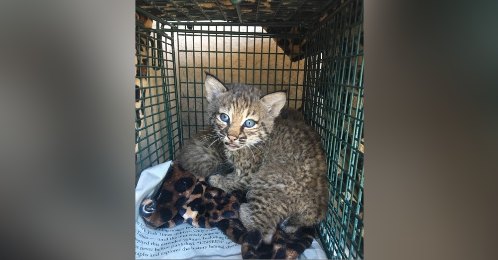 Photo: Facebook/City of San Antonio Animal Care Services
