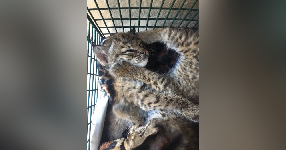 Photo: Facebook/City of San Antonio Animal Care Services