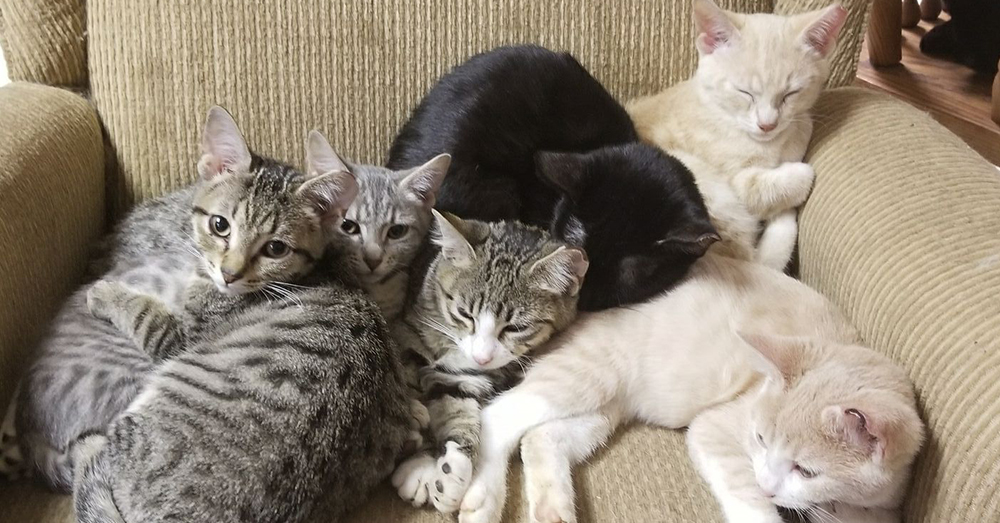 Source: Facebook/My Children Animal Rescue Shelter Cats in Carmi's home and shelter.