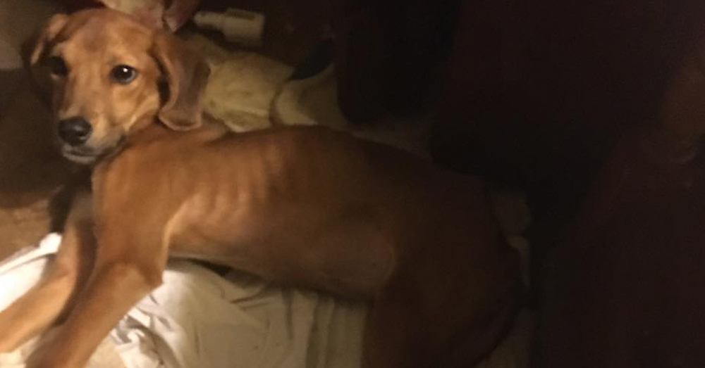 Source: Facebook/My Children Animal Rescue Shelter Among other various violations, animals at the shelter have been noted as being underweight.