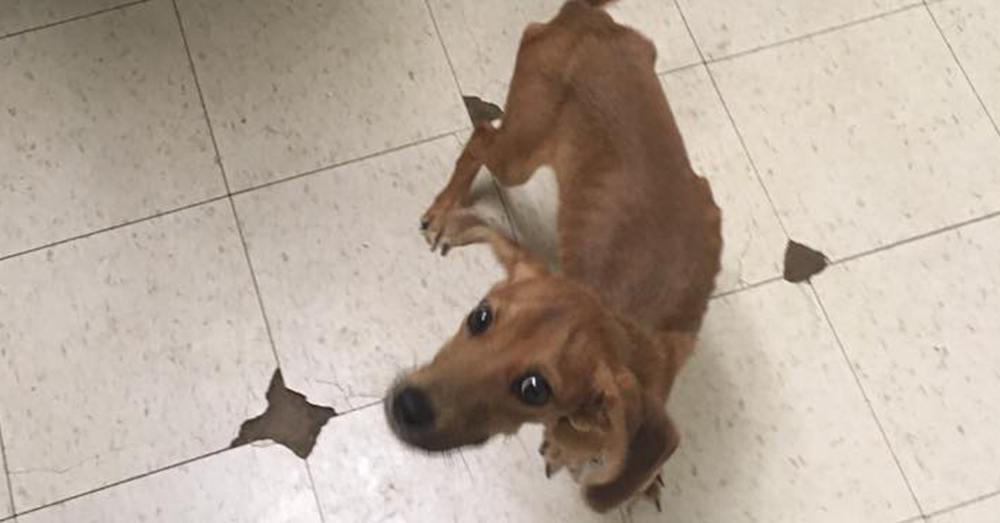 Source: Facebook/My Children Animal Rescue Shelter Carmi maintains running the shelter by himself is a challenge.
