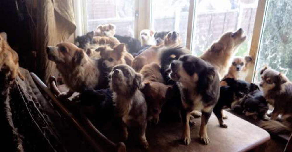 Source: YouTube/ Daily Mail One of the owners had passed away unexpectedly, and the chihuahuas were climbing over her body.