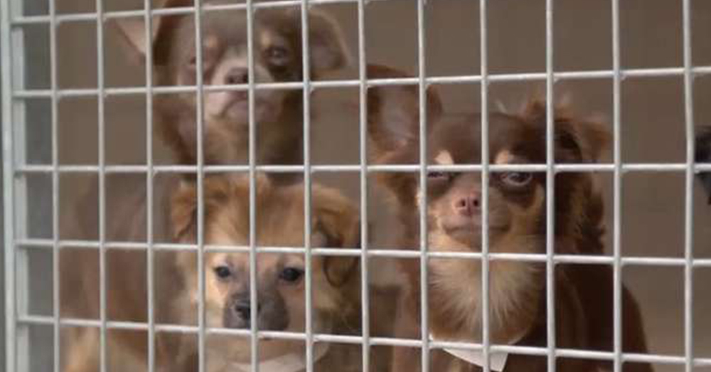 Source: YouTube/ Daily Mail The dogs were taken to a nearby RSPCA facility, where they were cared for.