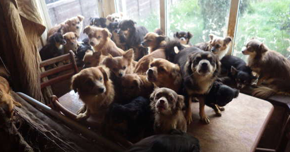 Source: YouTube/ Daily Mail Officers in Birmingham found dozens of chihuahuas at the home.