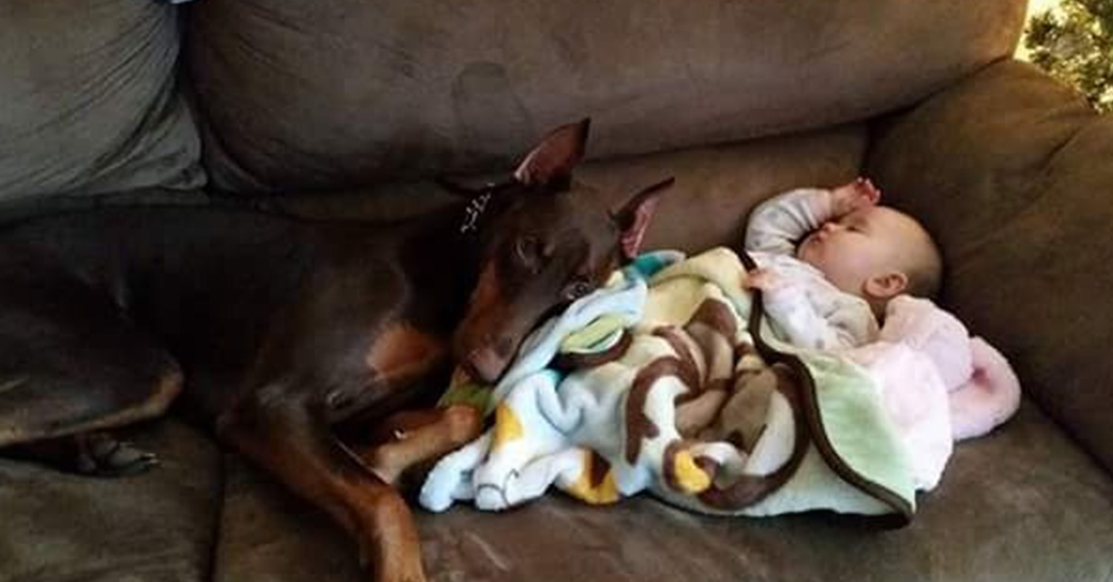 Source: GoFundMe Copper is an important part of the Jayne family.