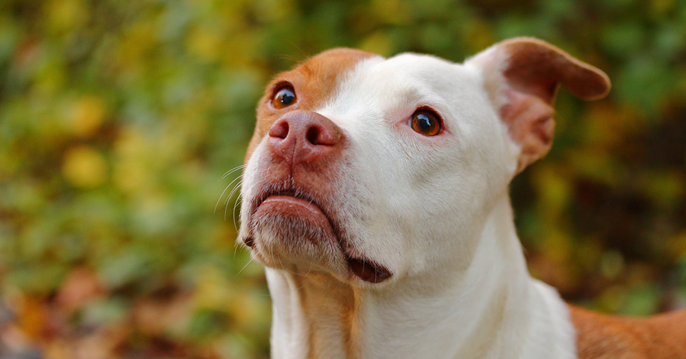 Source: Pexels Pit Bull type dogs, even those registered as service animals, have been banned from Delta flights.