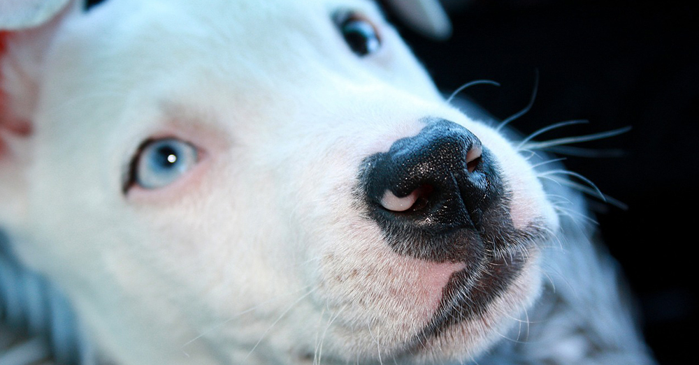Source: Max Pixel There are concerns over whether Delta has the authority to instate a breed specific ban.
