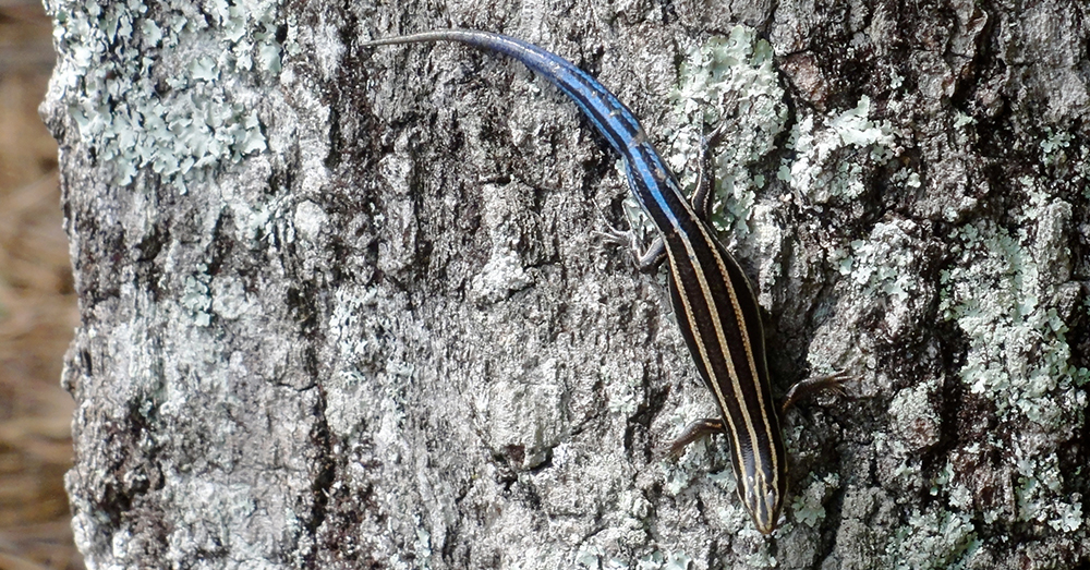 Source: Wikimedia Commons A Blue-tailed Skink.