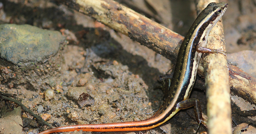Source: Wikimedia Commons A Forest Skink.