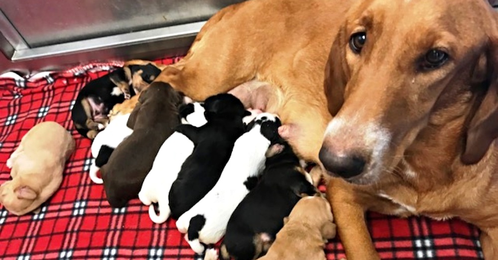 Emmy Lou and her 9 puppies: Passengers on next Flight to Freedom.