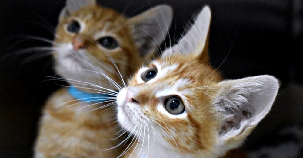 Gilbert and Cedric: Passengers on next Flight to Freedom.