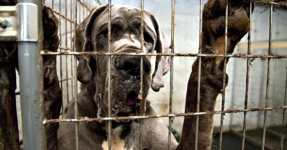 Photo: Facebook/The Humane Society of the United States