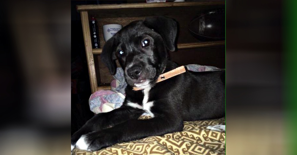 Photo: Facebook/Dog & Puppy Training & Pet Care