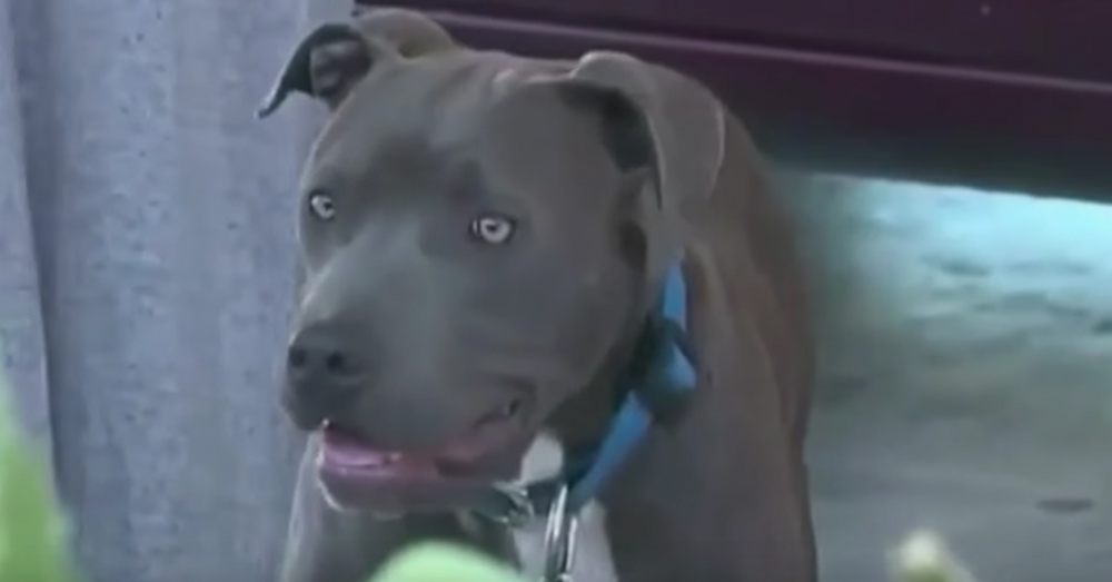 Source: YouTube/Daily Mail Sasha is a Pit Bull.