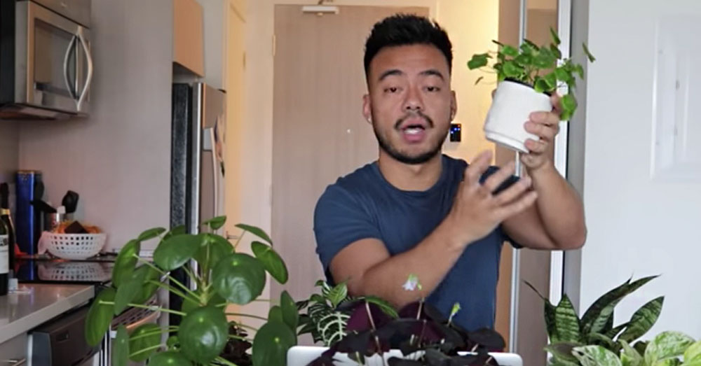 house plants 2