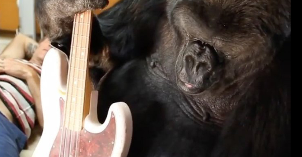 Source: flickr/FolsomNatural Koko examines a guitar.