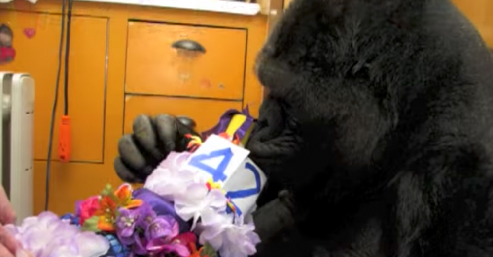 Source: YouTube/Kokoflix Koko celebrating her 42nd birthday.