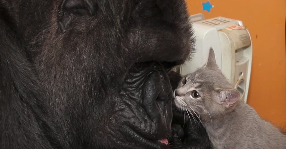 Source: YouTube/Kokoflix Koko plays with a small kitten.
