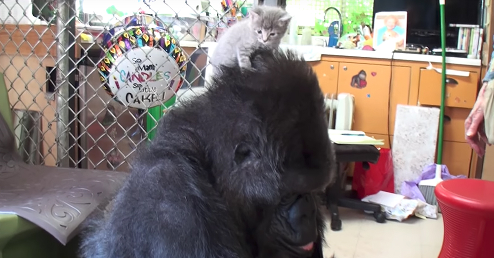 Source: YouTube/Kokoflix Koko meets a new friend.