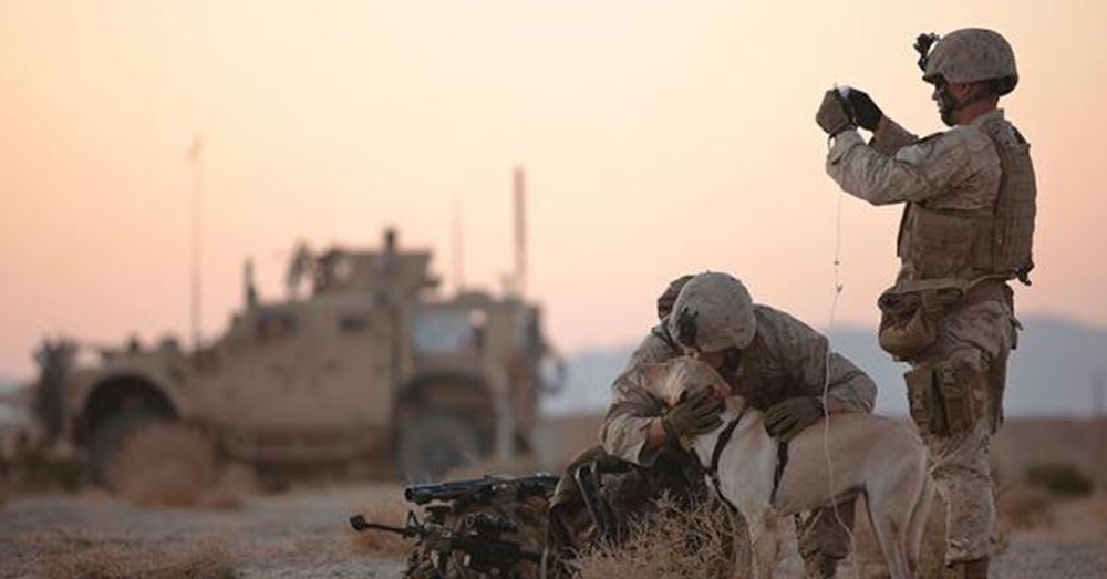 Source: U.S. Marines Lance Cpl. Nick Montez, an improvised explosive device dog handler calms his working dog, Mally, as Lance Cpl. Jared Hunter administers the dog fluids.