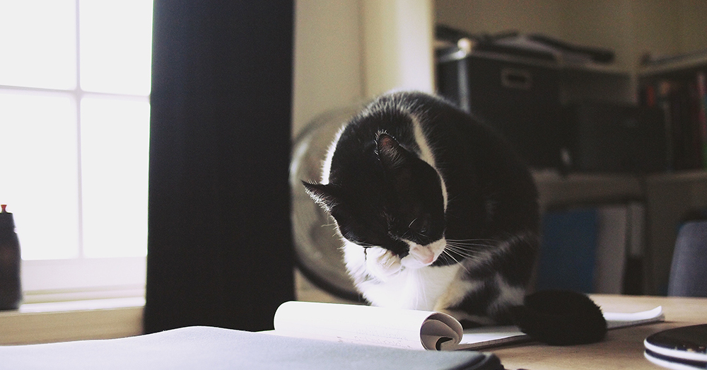 Photo by Daria Nepriakhina on Unsplash Any pet can improve morale in the workplace.