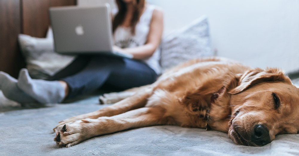 Photo by BRUNO CERVERA on Unsplash Is your workplace pet friendly?