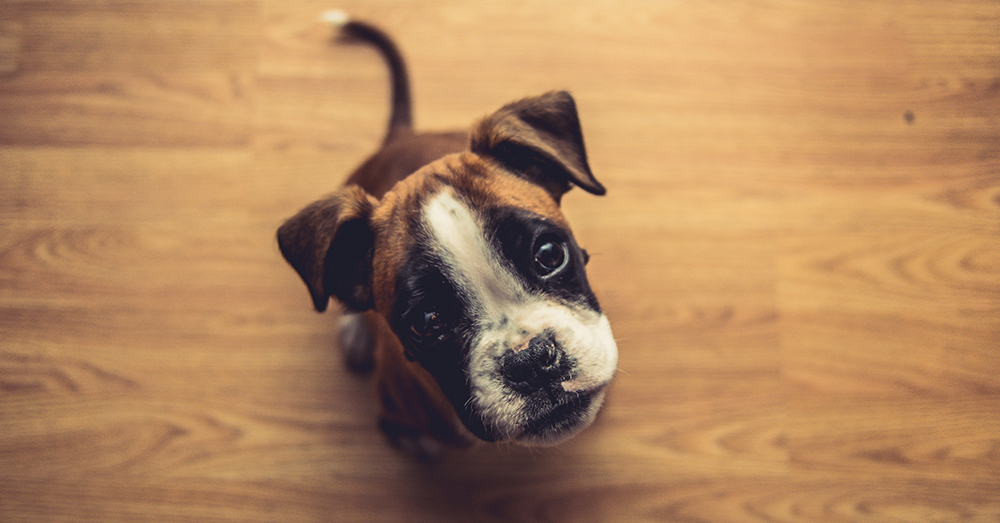 Photo by Marko Blažević on Unsplash Pets in the workplace are linked to lower cortisol levels.