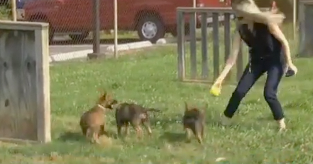 Source: YouTube/Robbie Stine The Belgian Malinois puppies will be trained as K-9 dogs.