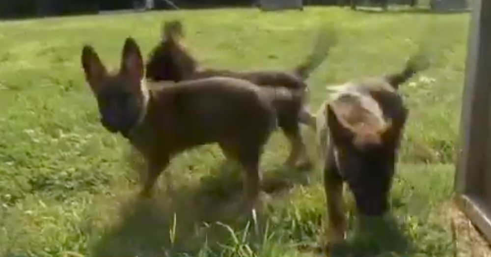 Source: YouTube/Robbie Stine The dogs are named Lilo, Stormy, Lexi and Ivy.