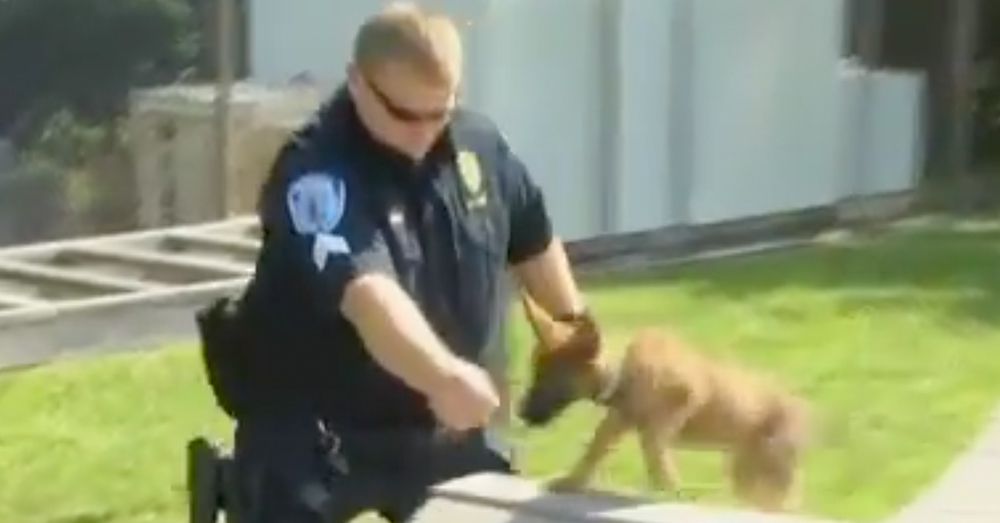 Source: YouTube/Robbie Stine A Richmond Police officer works with the puppies.
