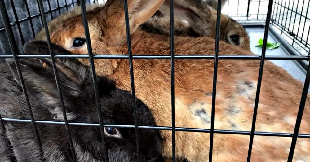Photo: Facebook/Guardians of Rescue