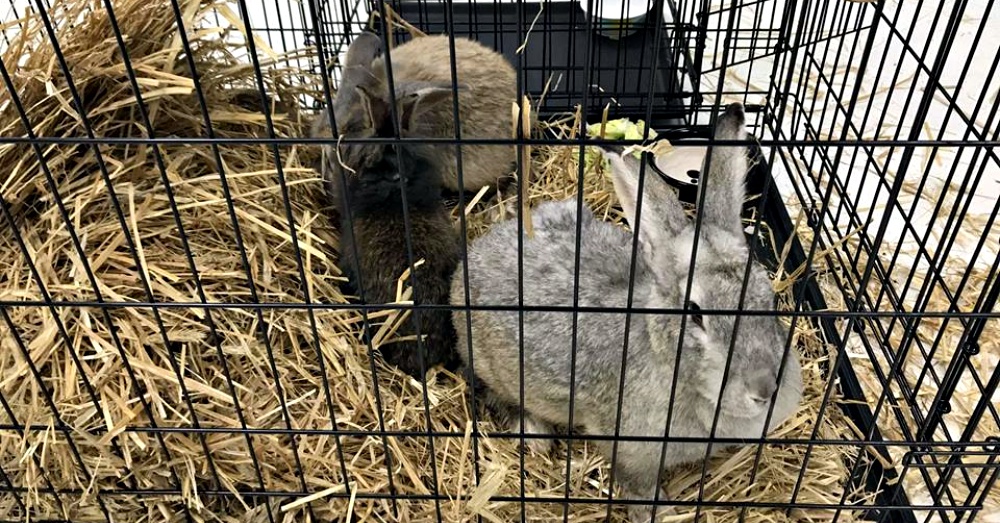 Photo: Facebook/Guardians of Rescue