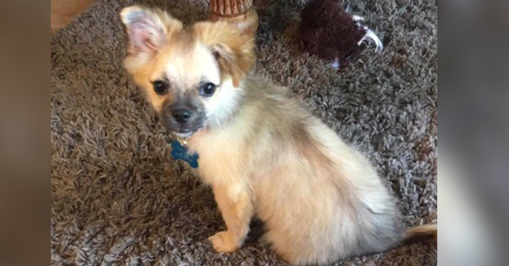 Source: Facebook/RSPCA Birmingham Animal Centre and Hospital