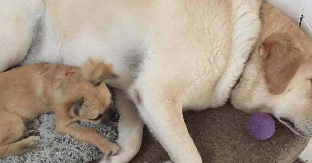 Source: Facebook/RSPCA Birmingham Animal Centre and Hospital Sherlock is much happier in his new home!