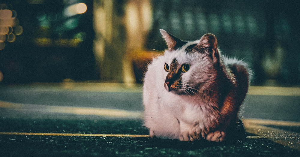Photo by Chris Yang on Unsplash Harrassing or injuring an animal in Malaysia comes with a price.