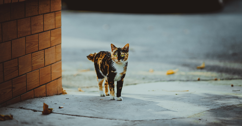 Photo by Luo ping on Unsplash Some contend a $500 fine isn't enough to dissuade animal cruelty in Malaysia.