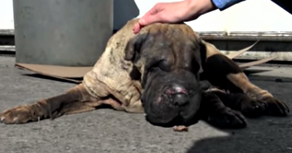 Screen Shot: YouTube/Hope For Paws